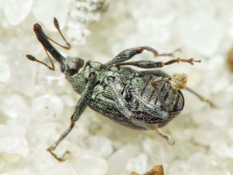 Anthonomus (Anthonomus) rubi (Herbst, 1795)